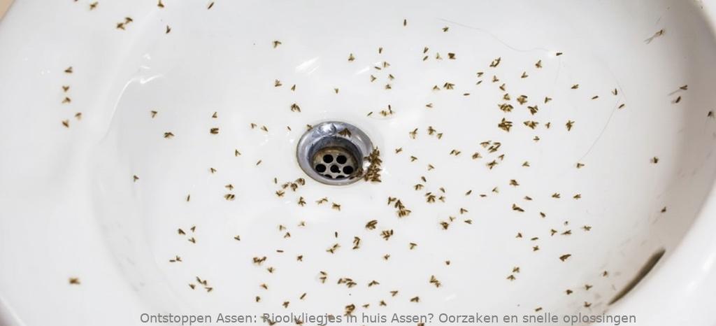 Rioolvliegjes in huis Assen? Oorzaken en snelle oplossingen